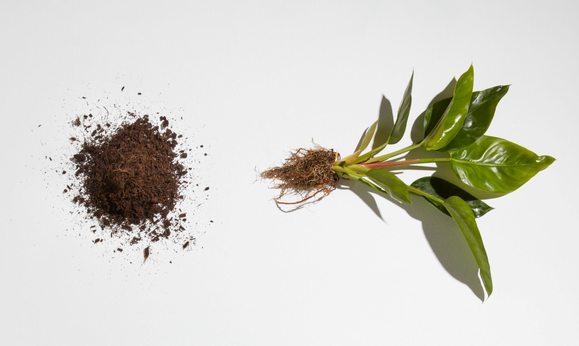 White background with pile of dirt and green leafy plant lying horizontally with roots pointing towards dirt